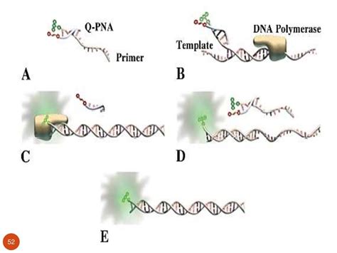 Peptide nucleic acid