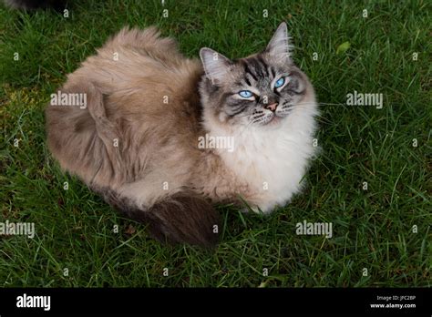 Seal Lynx Point Ragdoll Cat Sitting On Grass Outdoor Portrait Stock ...