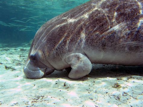 Manatee Feeding - Manatee Facts and Information