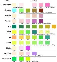 Urine Urobilinogen Test Purpose, | Lab Tests Guide