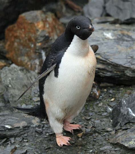 Adélie Penguin Pictures - AZ Animals