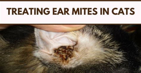 Treating Ear Mites In Cats | Dog blog, Cats, Dog cat