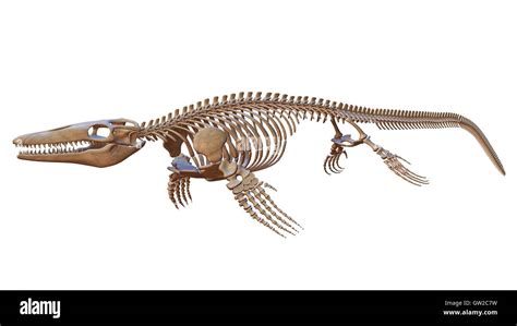 Mosasaurus Skeleton Stock Photo - Alamy