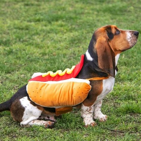 Best Dog Halloween Costume Ideas — BARKUTERIE BOX