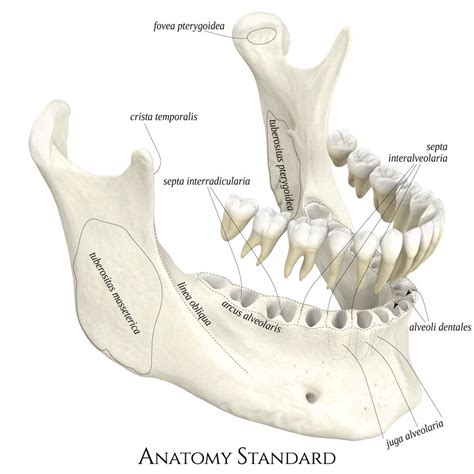 Mandible with teethes ex situ | Dental anatomy, Anatomy bones, Medical ...