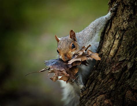 Nest Building Squirrel Photograph by Michael Castellano