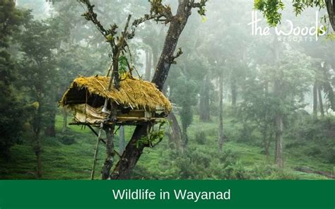 Tholpetty Wildlife Sanctuary in Wayanad – All You Need to Know