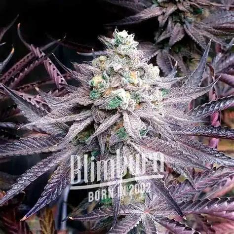 How To Grow Peanut Butter Breath Strain | Blimburn Seeds