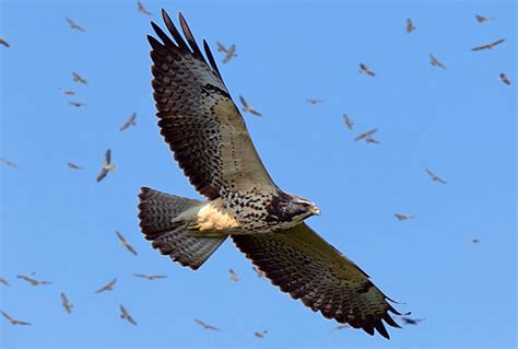 Smithsonian Insider – Panama shatters raptor migration record ...