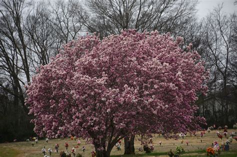 2019 March 2, Cluster Pink Tulip Trees Nikon D7200 | Pink tulips ...