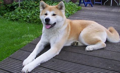 Akita (dog) - Wikipedia