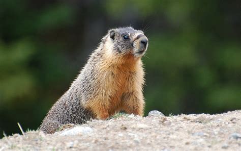 Yellow Bellied Marmot (Rock Chuck) Facts, Habitat, Diet, Pictures