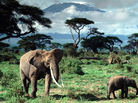 Tourism: Mount Kilimanjaro