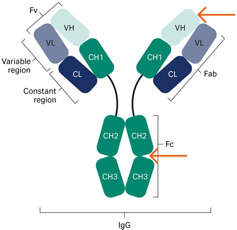 Antibodies Fab And Fc Top Sellers | varsana.com