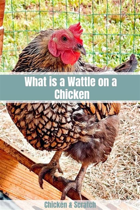 Chicken Wattles 101: Your Essential Guide