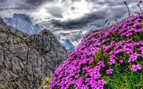 Alps Flowers Wallpapers - Top Free Alps Flowers Backgrounds ...