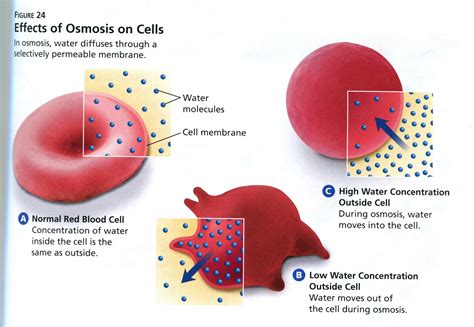 Osmosis And Red Blood Cells | www.informationsecuritysummit.org