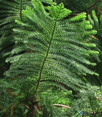 Araucaria_columnaris_01_.jpg (350×400) | Plant leaves, Plants, Garden