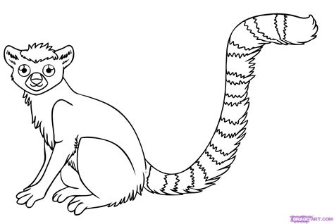 Ring Tailed Lemur Drawing at GetDrawings | Free download