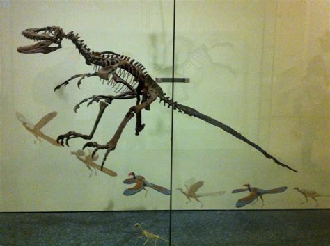 Fascinating Deinonychus Antirrhopus Skeleton