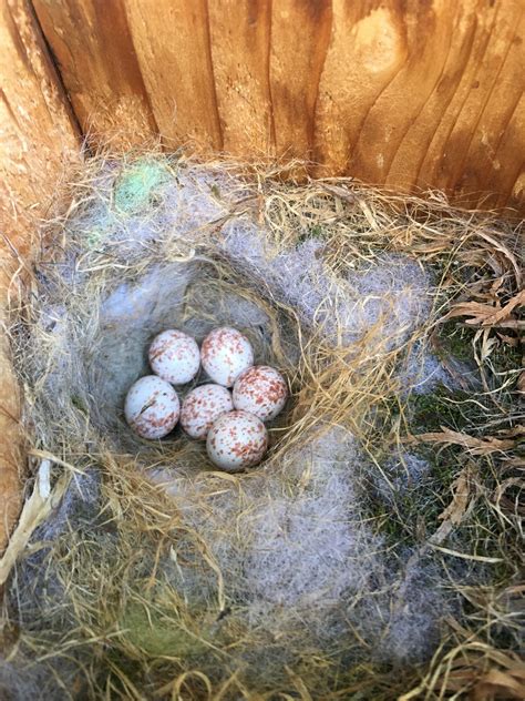 My First Ever Chickadee Nest Box Tragedy - BirdOculars