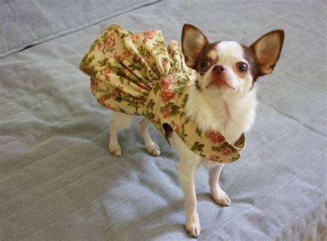 chihuahua, chihuahua lovers, teacup dogs, funny dogs, small dogs, dog ...