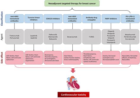 Frontiers | Cardiotoxicity from neoadjuvant targeted treatment for ...