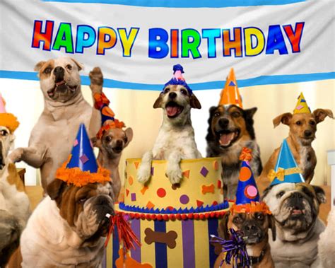 Download Adorable Pooch Celebrating Birthday with Joy | Wallpapers.com