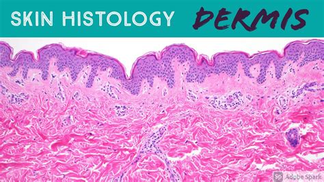 Skin Histology: DERMIS (the Epidermis can't live without it!) - YouTube