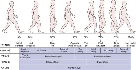 Assessment of Gait | Musculoskeletal Key