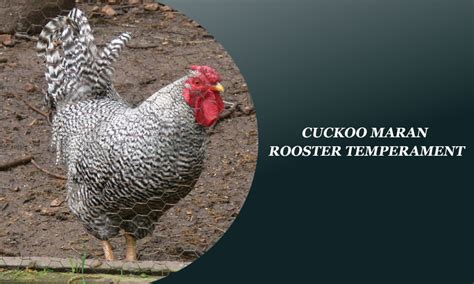 Cuckoo Maran Rooster Temperament: Strong and Bold Personalities