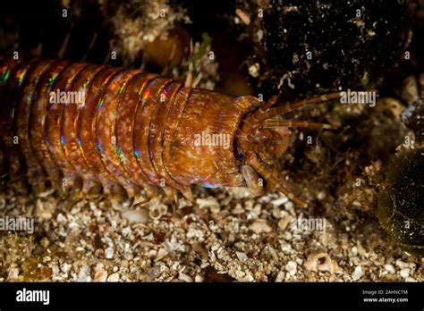 Giant Sea Worm, Eunice aphroditois Stock Photo - Alamy