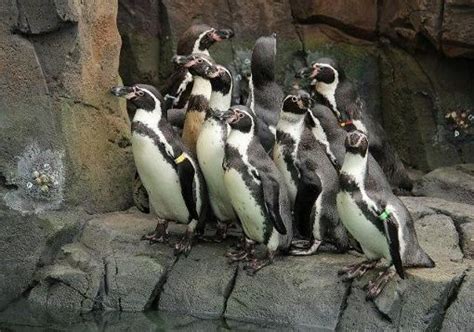 Images: Sneak a peek at KC Zoo's new penguin exhibit | KMBC Home ...