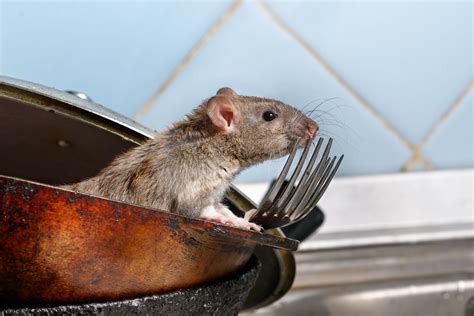 Signs of rat infestations – Cimex Control