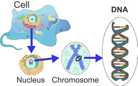 Genetically modified yeast and Science Fiction - Science in the News