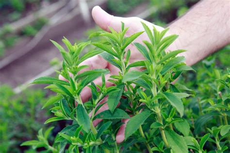 Stevia Plant Care » All the Top Tips