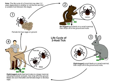 Flea and Tick Control - Kentucky Pesticide Safety Education