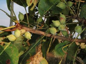 Kakadu Plum, Billygoat Plum an Australian Native Bush Food | Taste ...