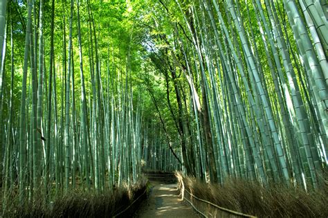 Arashiyama Bamboo Grove (Kyoto) - Tourist in Japan