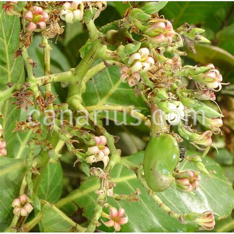 Buy Anacardium occidentale - Anacardo with Canarius