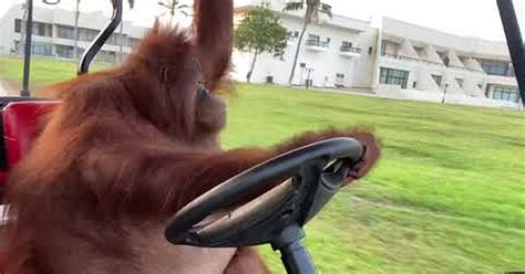 ¡No tengo tele! / Orangután conduce un carrito de golf con una sola mano