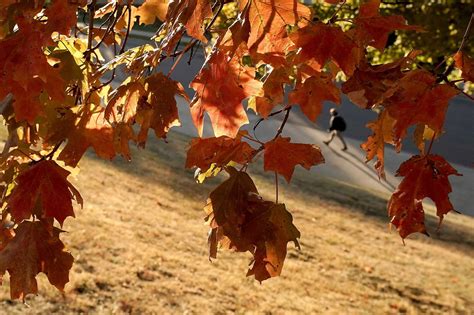 Michael Potter: What to do with those falling leaves?