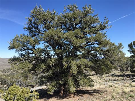 Piñon Pine | Pinus monophylla | Small Tree Seedling – The Jonsteen Company