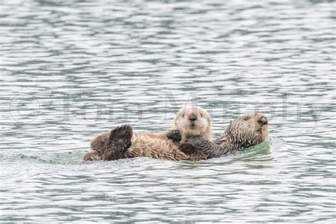 Sea Otter Mom Pup – Tom Murphy Photography