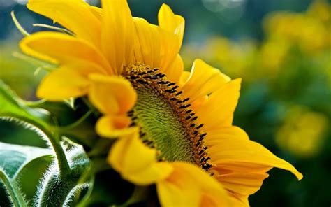 Sunflower Sunrise Background Wallpapers 23706 - Baltana