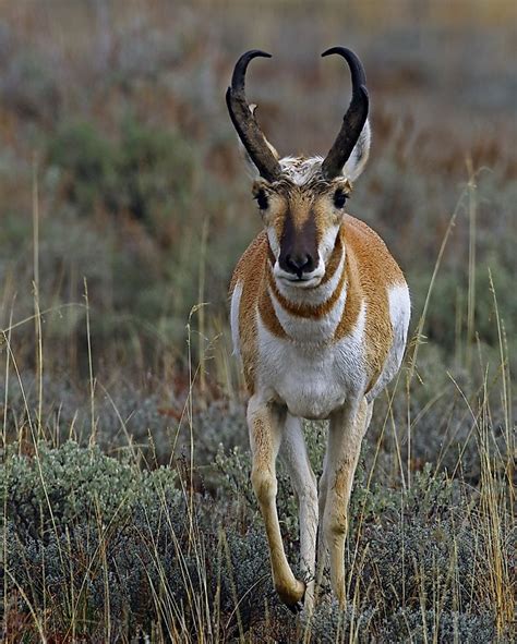 Pronghorn Facts: Animals of North America - WorldAtlas