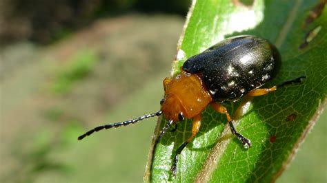 Leaf Beetles - ClimateWatch Australia- Citizen Science App