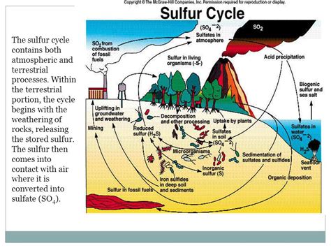 Sulphur Cycle Ppt