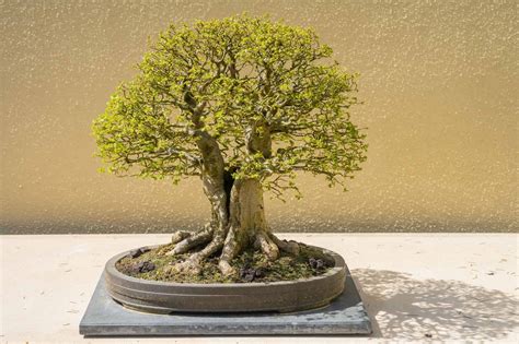 The 11 Best Indoor Bonsai Trees for Your Home - A-Z Animals