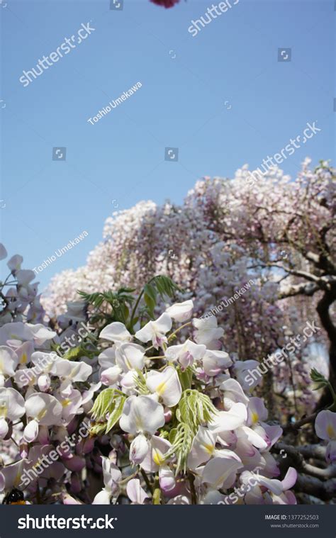 Wisteria Blooms Japan Stock Photo 1377252503 | Shutterstock